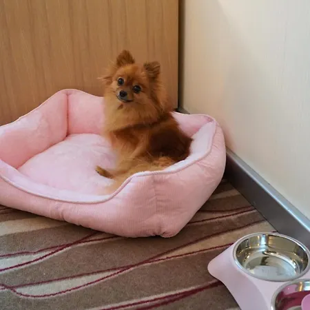 Otel Hilton Frankfurt Airport 4*